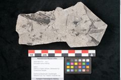 Foto (Objekt + Etikett) von Sohizopteris lactuca Sternbg. (NHMW-GEO-2024-0188-10791)